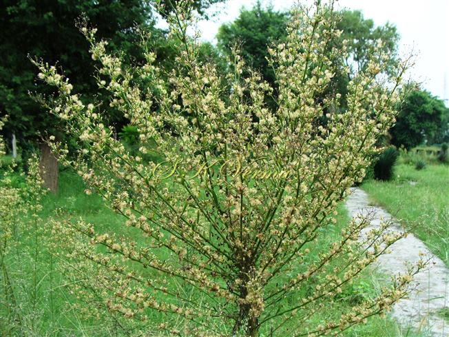  Plant in anthesis (Apical part)